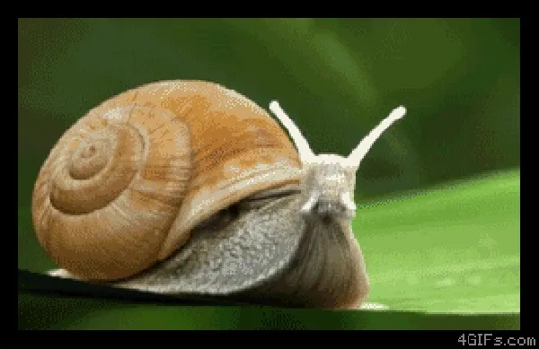 funny gif turbo-snail